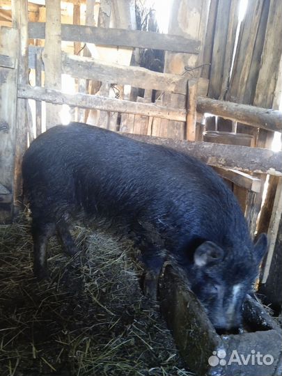 Вьетнамский хряк