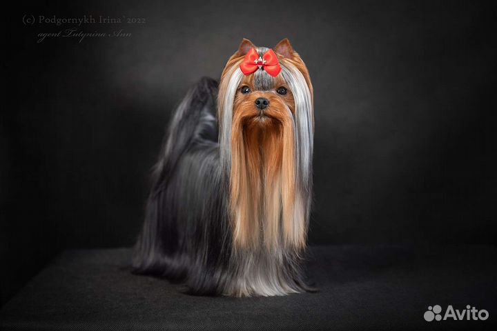 Йоркширский терьер Чемпион вязка