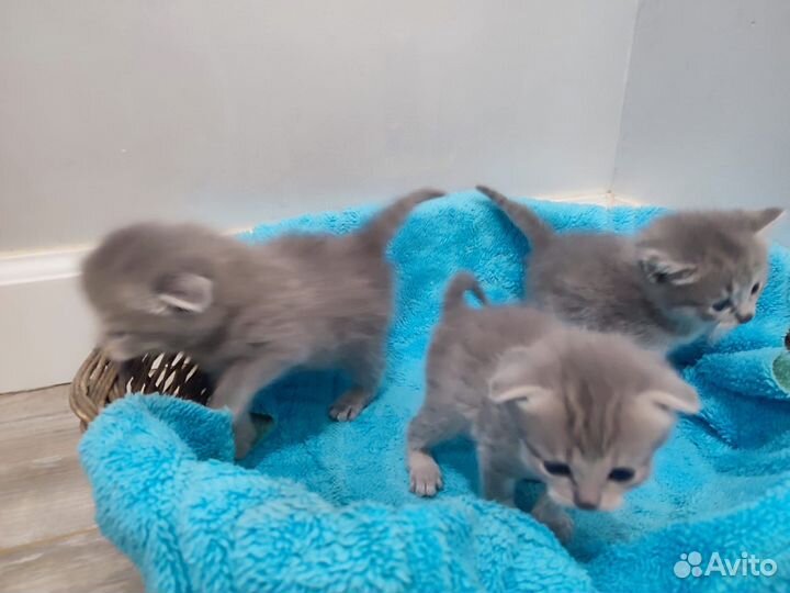 Котята от вислоухой кошечки