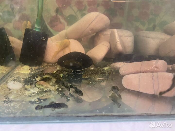 Сомики анциструсы