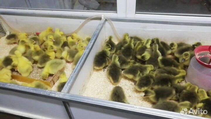 Гусята - Крупный Серый - Линда