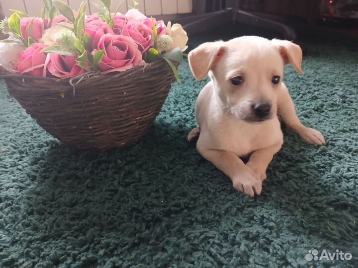 Отдам бесплатно в добрые руки