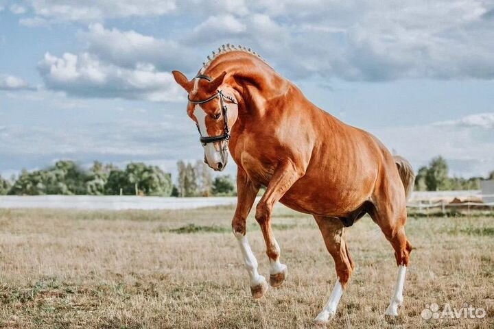 Ганноверский мерин