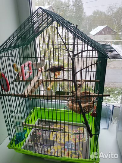 Зебрывые амадины