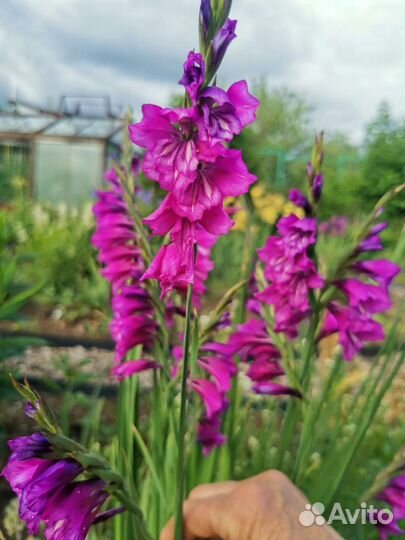 Византийский гладиолус