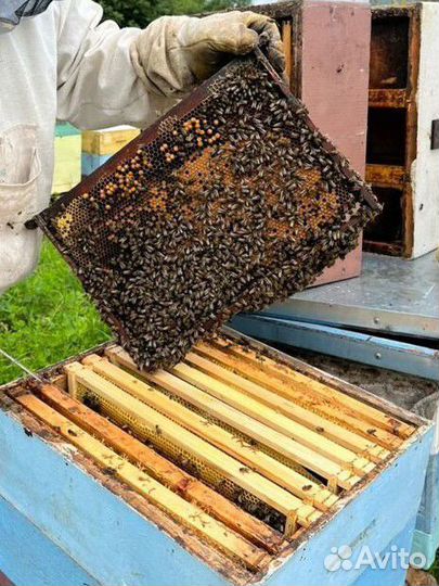 Пчелы,пчелопакеты, пчелосемьи