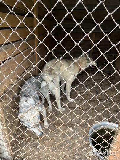 Готовятся к продаже щенки западно сибирской лайки