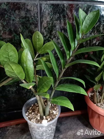 Замиокулькас