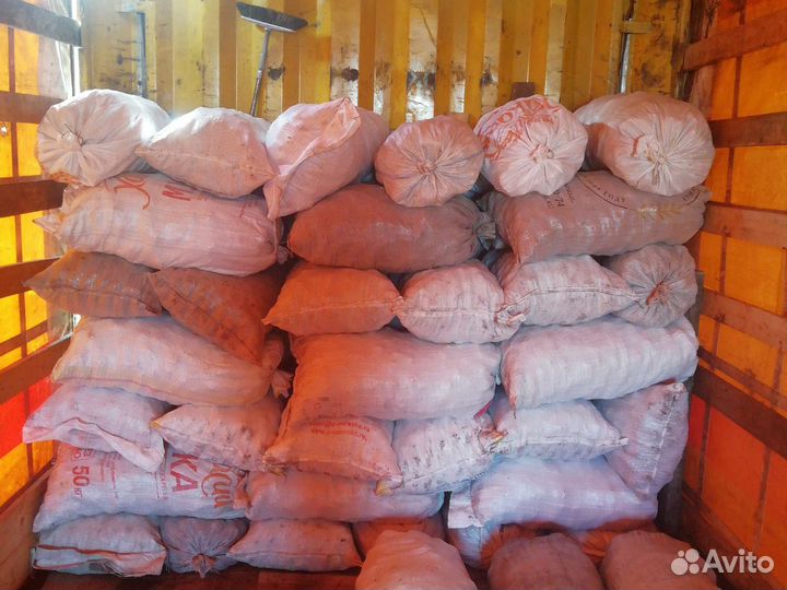 Шишка кедровая