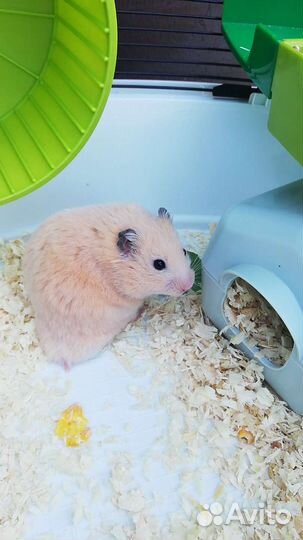 Клетка для хомяка большая вместе с хомяком