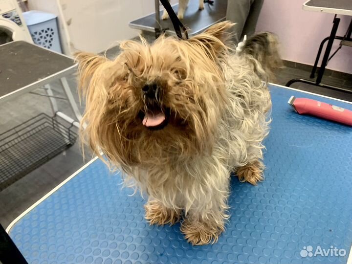 Груминг(Стрижка) собак