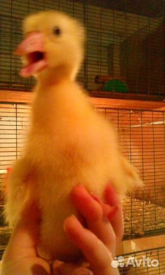 Гусята, утята, мулард и др.молодняк С/Х птицы