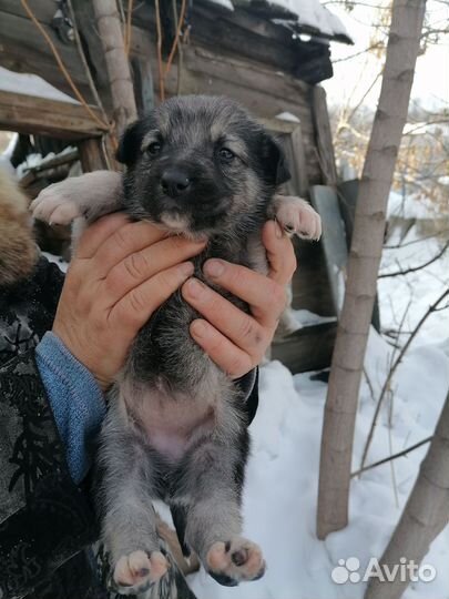 Щенки бесплатно