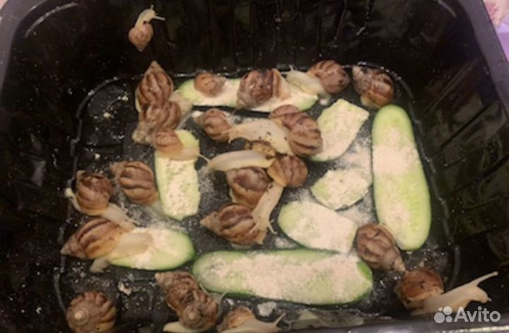 Улитки ахатины альбиносы