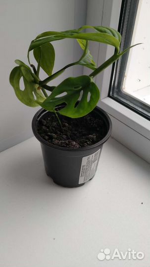 Монстера манки маск