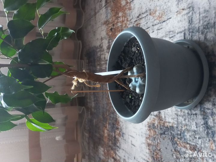 Фикус бенджамина