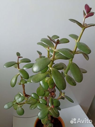 Толстянка (росточки)