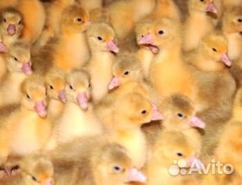 Гуси суточные