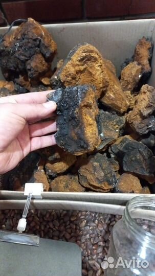 Чага березовая, свежий сбор