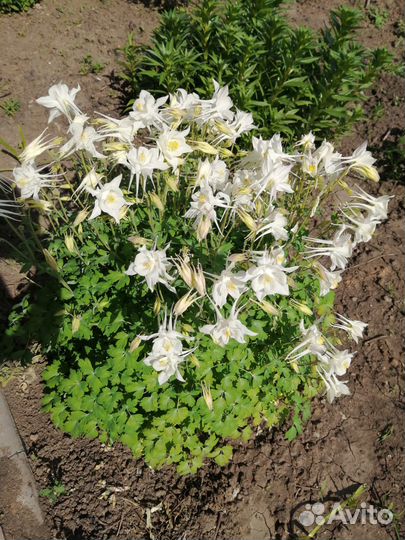 Хризантема, аквилегия, гравилат