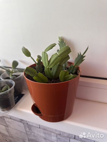 Декабрист 4 цвета В одном горшке Толстянка