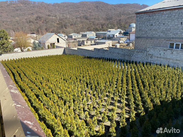 Туя Смарагд 100 см