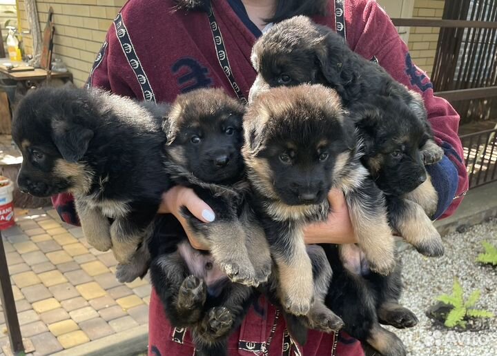 Немецкая овчарка