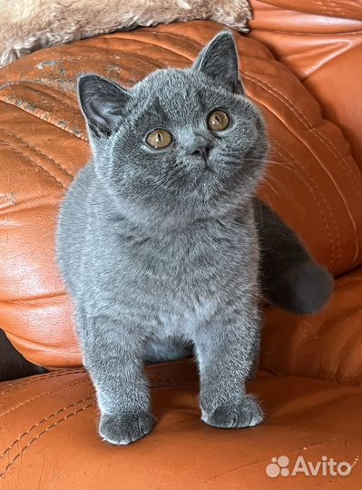 Британские котята - в супер дом