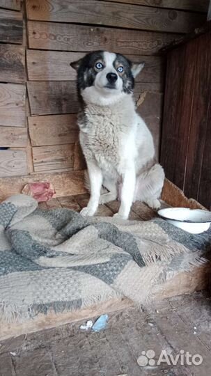 Помски мини хаски