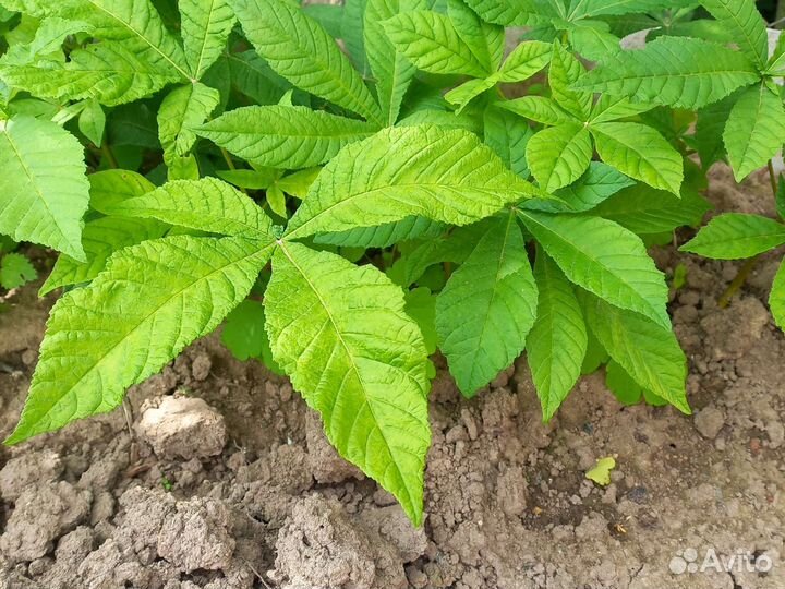 Саженцы каштана