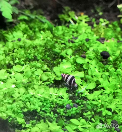 Улитка Хелена