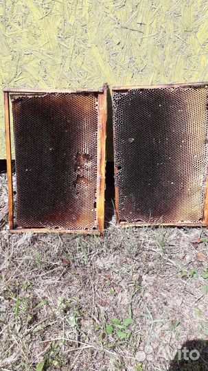 Сушь для пчел