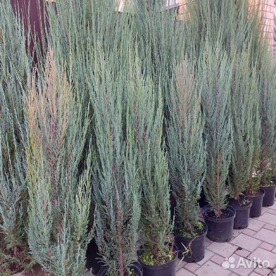 Скальные голубые можжевельники Блю Эрроу, Мунглоу