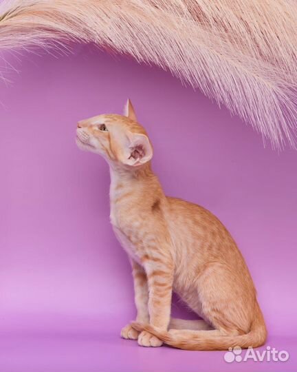 Ориентальные котята