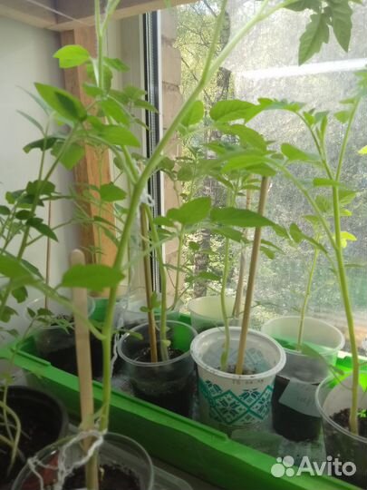 Рассада помидор, семенная картошка