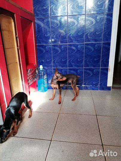 Той-терьер мальчик и девочка