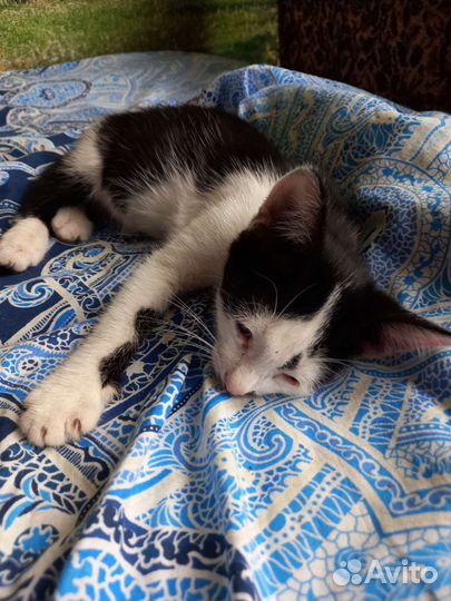 Девчулька ждет хозяев