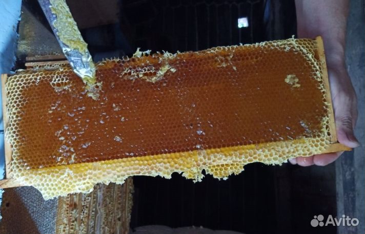 Мёд Алтайский опт