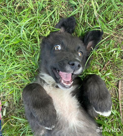 Щенок гигант