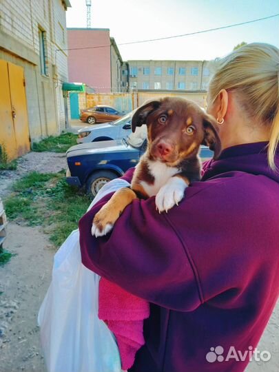 Красавчик в добрые руки