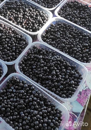 Черника на заказ на 09.09