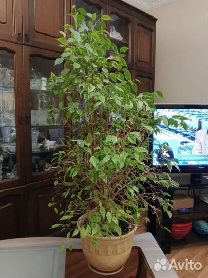 Фикус бенджамина большой