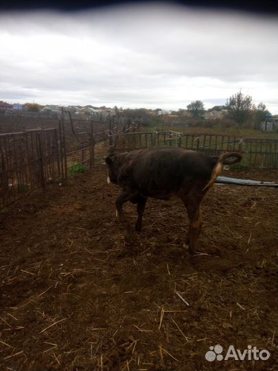 Телята бычки