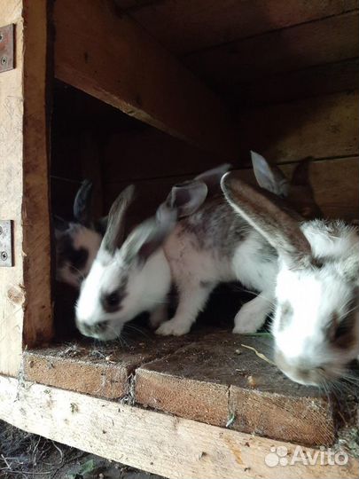 Племенных крольчат