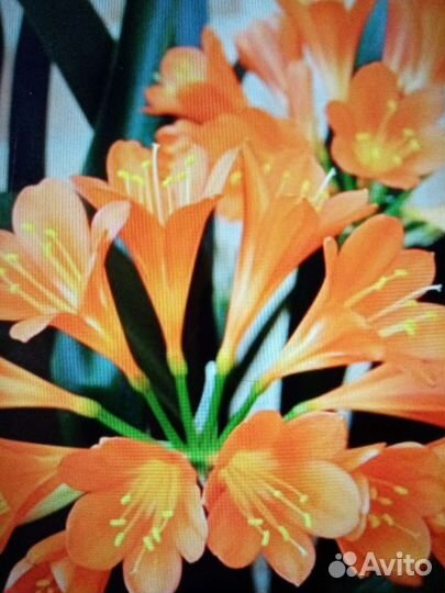 Комнатные цветы