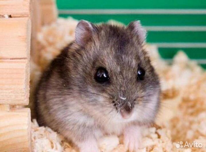 Джунгарский хомячок Dwarf hamster