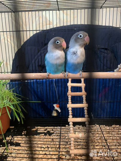 Попугай неразлучники