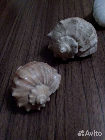 Морские ракушки