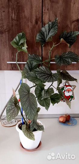 Бегония королевская