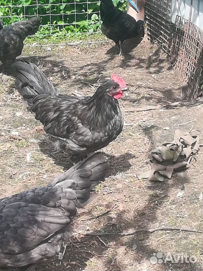 Сильверруд